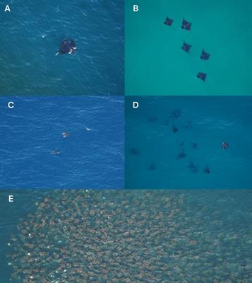 Bycatch mitigation from the sky: using helicopter communication for mobulid conservation in tropical tuna fisheries